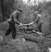 Bränslekommission skogshuggare. 18 juni 1947.