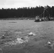 Furuvik, Sandvik. Den 14 april 1953. Premiär på badsäsongen