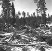 Skogarna. Korsnäs AB. Den 20 april 1955. Genom avveckling av avverkningsmogen skog och anläggning av nya högklassiga bestånd i dess ställe bedrives en intensiv och rationell skogsvård, som syftar till en hög och jämn råvaruförsörjning