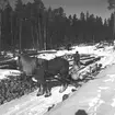 Skogarna. Korsnäs AB. Den 20 april 1955. Genom avveckling av avverkningsmogen skog och anläggning av nya högklassiga bestånd i dess ställe bedrives en intensiv och rationell skogsvård, som syftar till en hög och jämn råvaruförsörjning