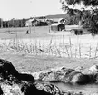 Jordbruksfastighet. Skogsvårdsstyrelsen. År 1955