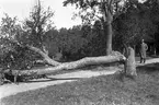 Stormfällning i Stadsparken