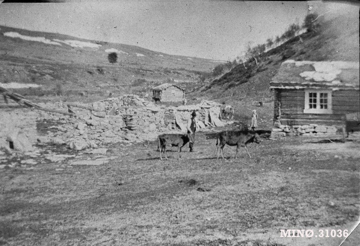 Folk og kuer i Rausjødalen