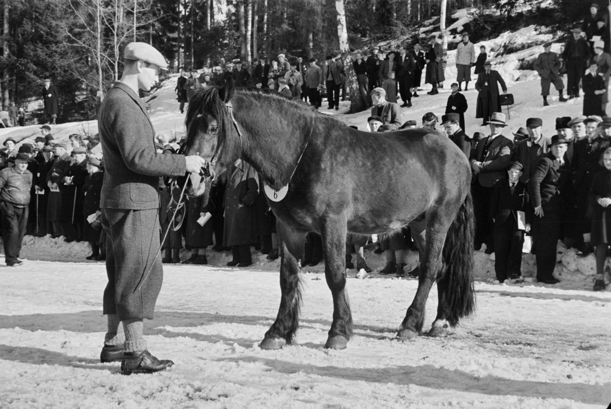 Husdyrutstilling, fesjå, hesteutstilling på Greveløkka i Hamar. Arrangementet ble fra gammelt av holdt på Utstillingsplassen, men under krigsårene la okkupantene beslag på stedet med brakkebebyggelsen sin. Utstillingen ble holdt på Greveløkka til 1948. 
Se NO-24635-01 til NO-24635-35. 
