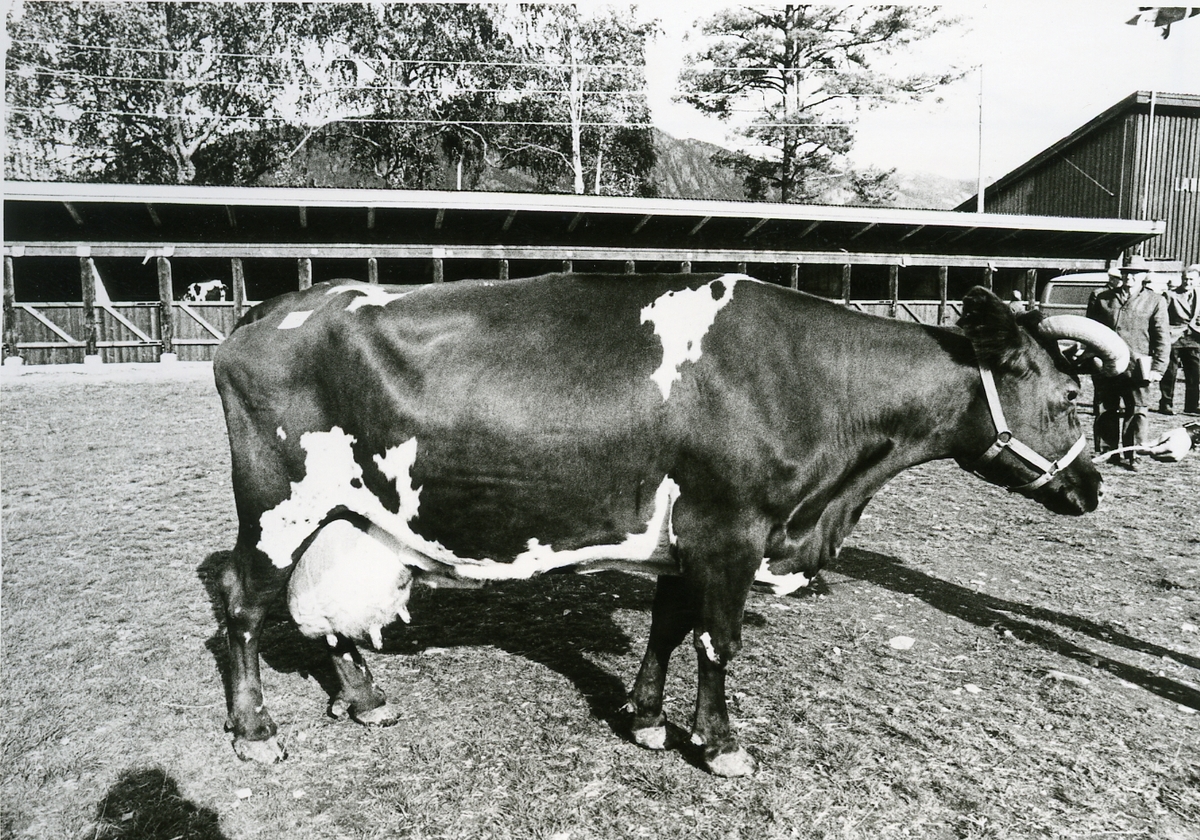 Telemarksfeet Torill fekk Seljordprisen i 1977. Eigar var Helge Røren frå Hokksund.