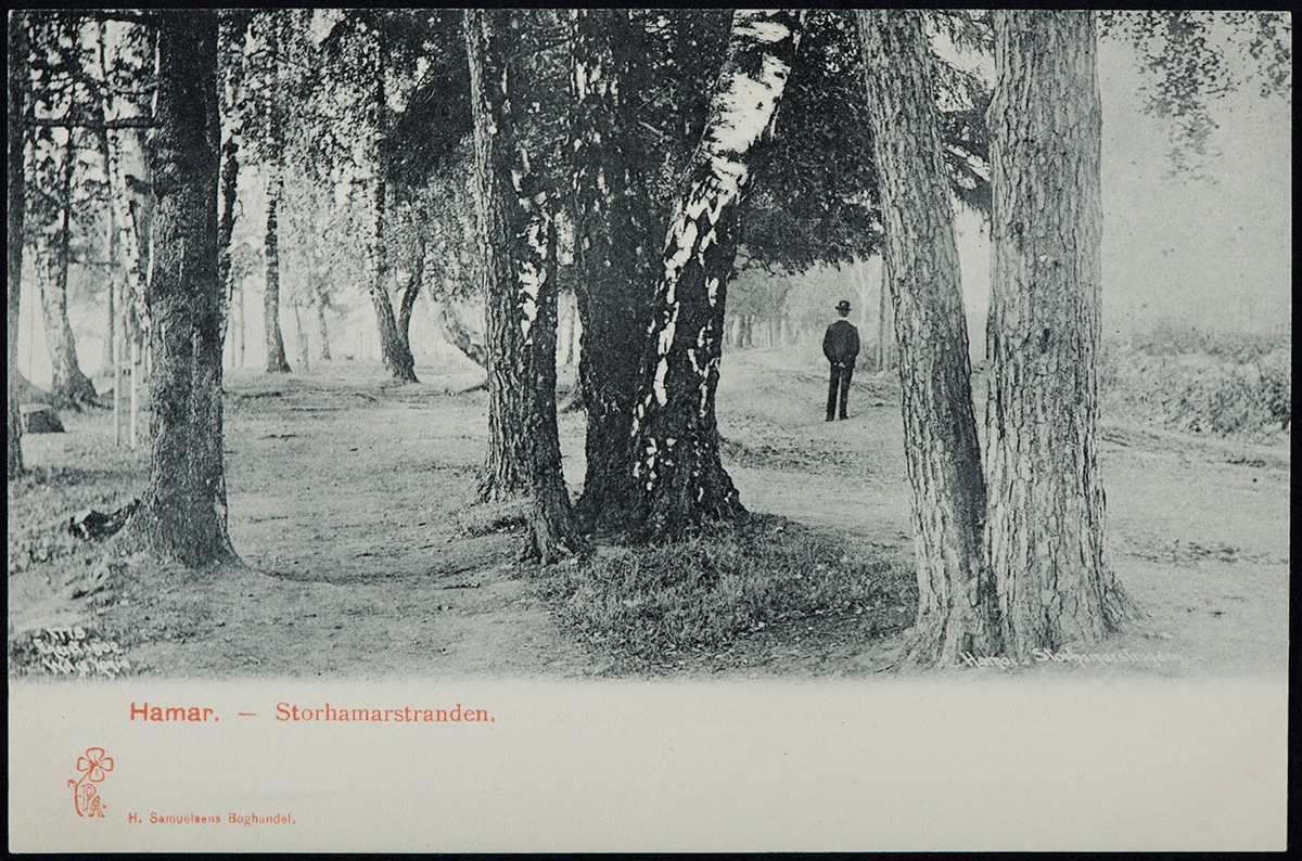 Postkort, Hamar, Ridehusstranda, Storhamarstranda, Strandpromenaden, park, treet Munken,