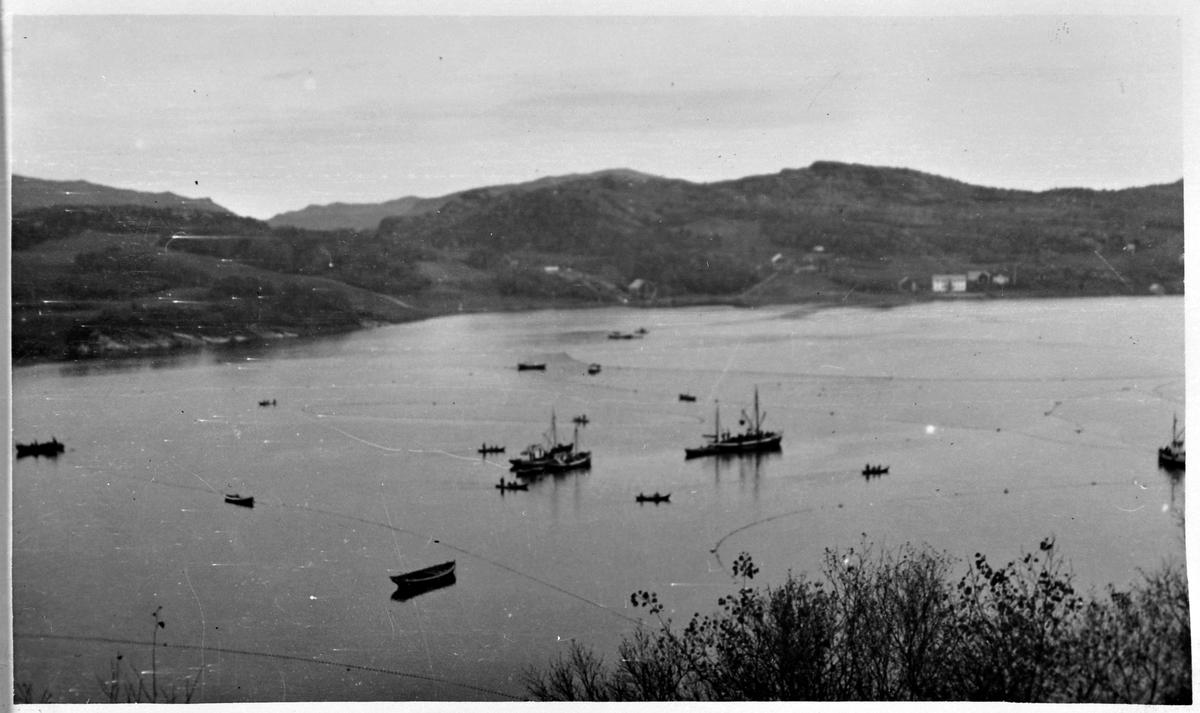 Notfiske på Bjugnfjorden ca. 1936