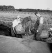 Skyllberg. Bildsidan.
1 oktober 1955.