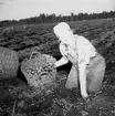 Skyllberg. Bildsidan.
1 oktober 1955.