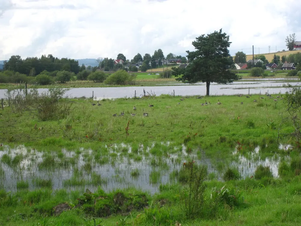 Foto av beitende grågås på Merkja