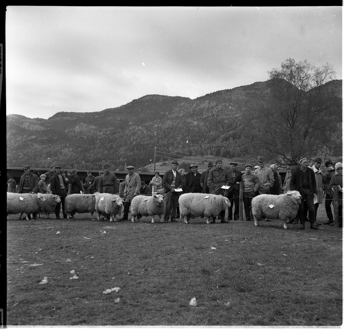 Mønstring av bøkår.