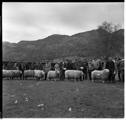 Mønstring av bøkår.