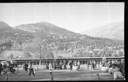 Dømming av bøkår.