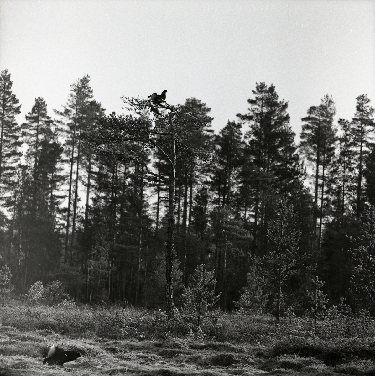 Det är en solig dag i april 1960 och en tjädertupp springer längs gräset i förgrunden. Bakom den sitter ytterligare en tjädertupp i toppen av ett träd. Marken runt tjädrarna är öppen med endast små tallar och gräs som växtlighet. Bakom den öppna ytan växer en gles tallskog.