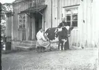 Från fotografen Karl Ludvig Berners hem Hvilan. På bildern ses Karin mjölka en ko.