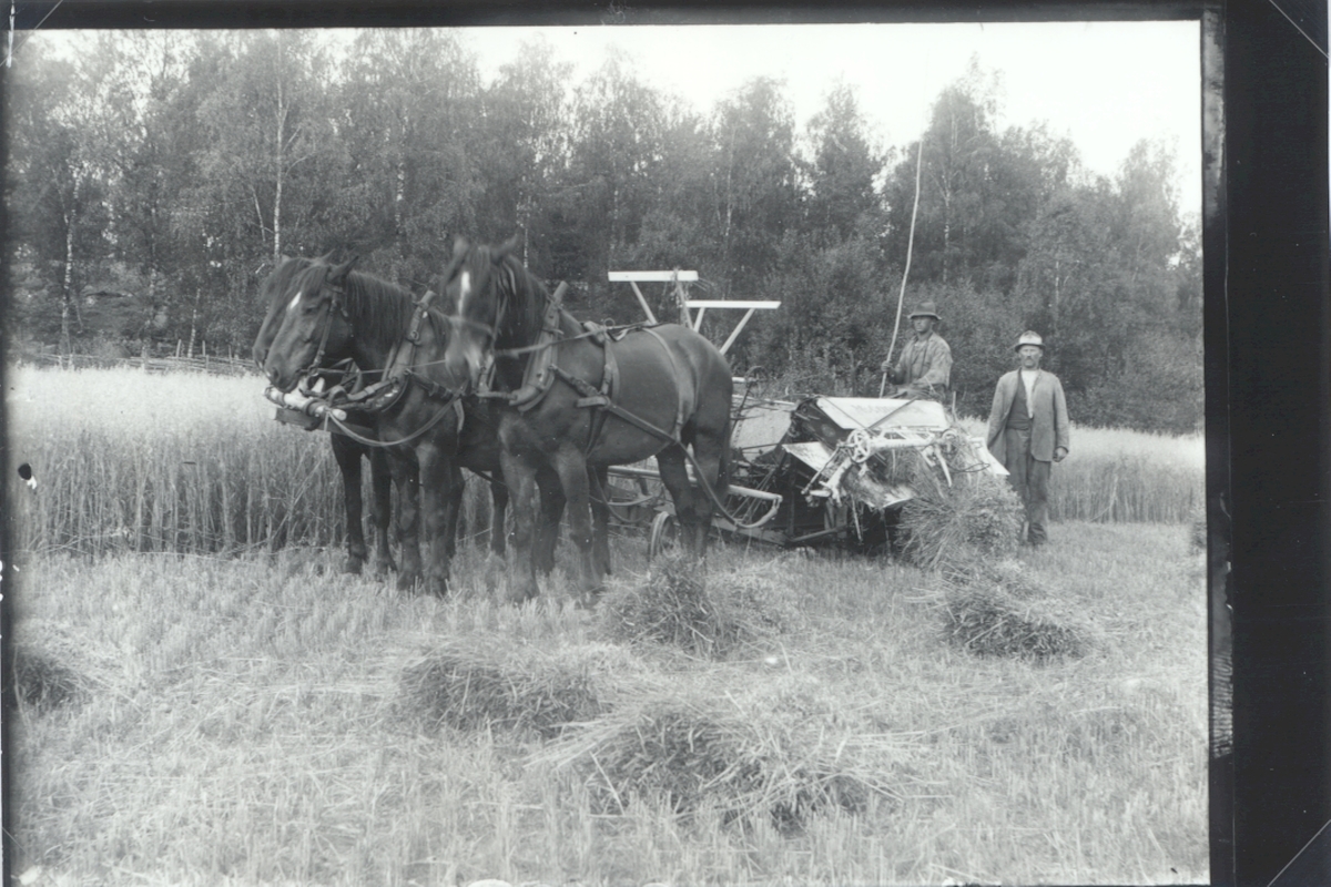 Herman och Josef Nilsson under skörd av spannmål vid prästgården i Nynäs.