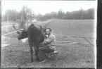 Lagårdskarlen mjölkar 1935. Att en man mjölkade var mycket ovanligt. Korna var kvinnornas domän. Det ansågs nedsättande för en man att befatta sig med dem.