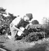 Potatisplockning i Mackmyra, Valbo m.fl. orter. Från folkskolorna.
Den 28 september 1949 - augusti 1950