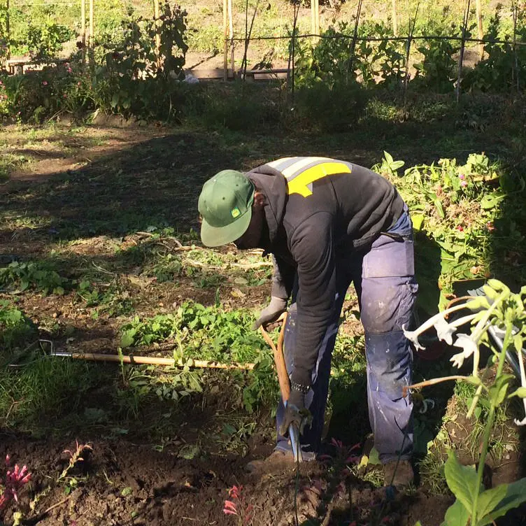 En mann graver i jorda. 