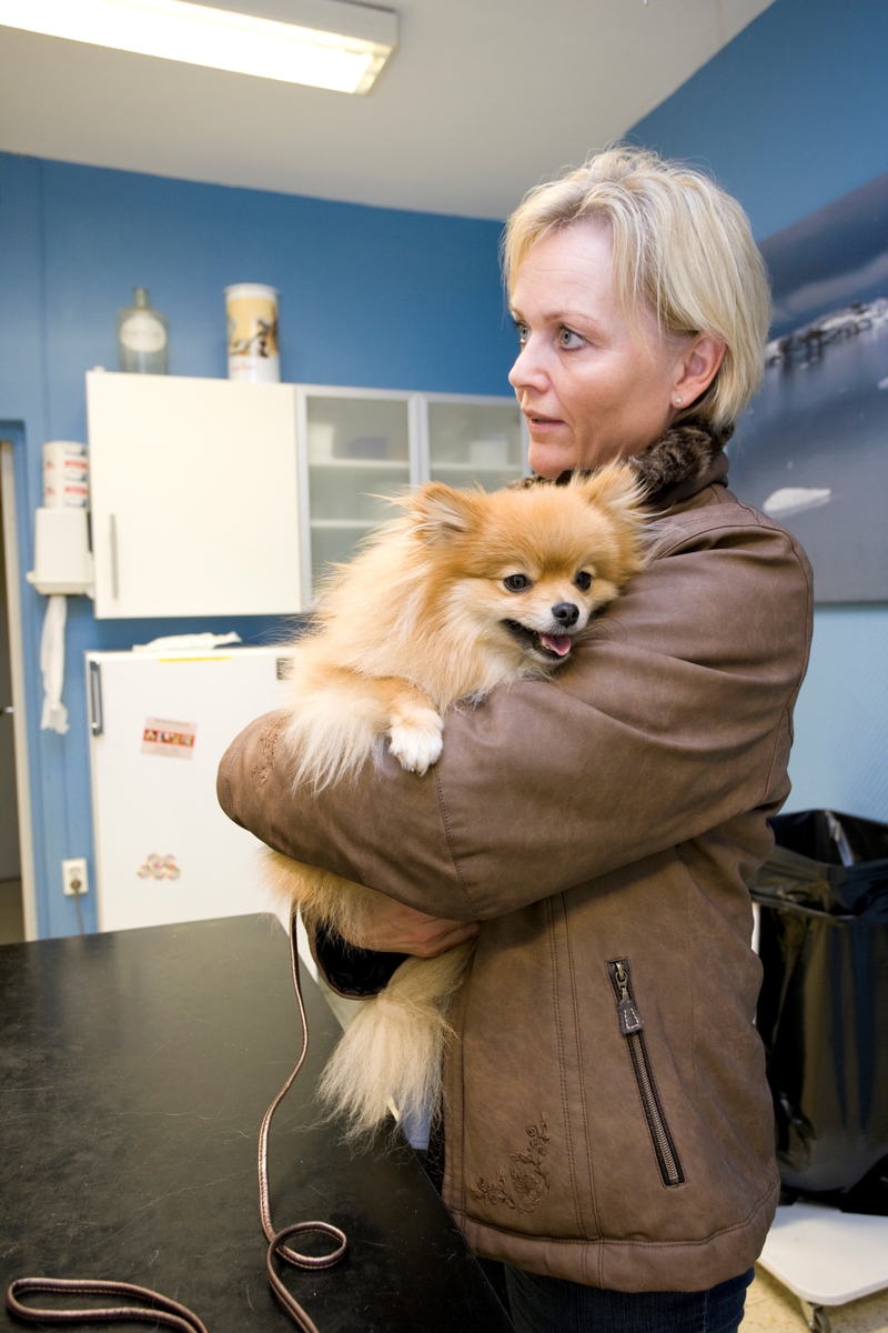 Hund hos veterinær. Eieren bærer hunden av rasen pomeranian