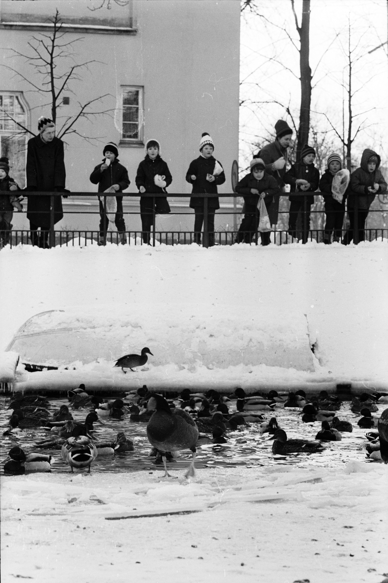 "Livligt i Svandammen", Uppsala 1965