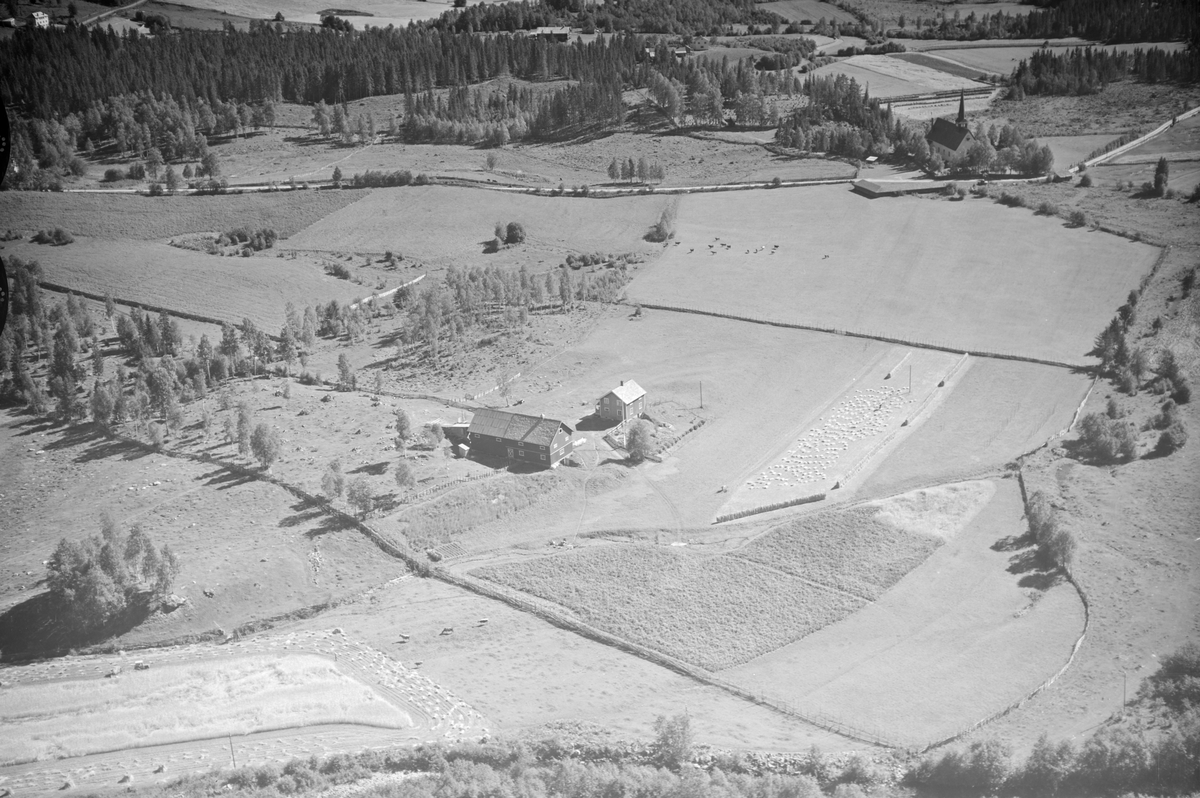 Botheim (Bottheim) gård, Østre Gausdal, åkrer, slåttemark, hesjer, skuronn, traktor, kyr på beite
