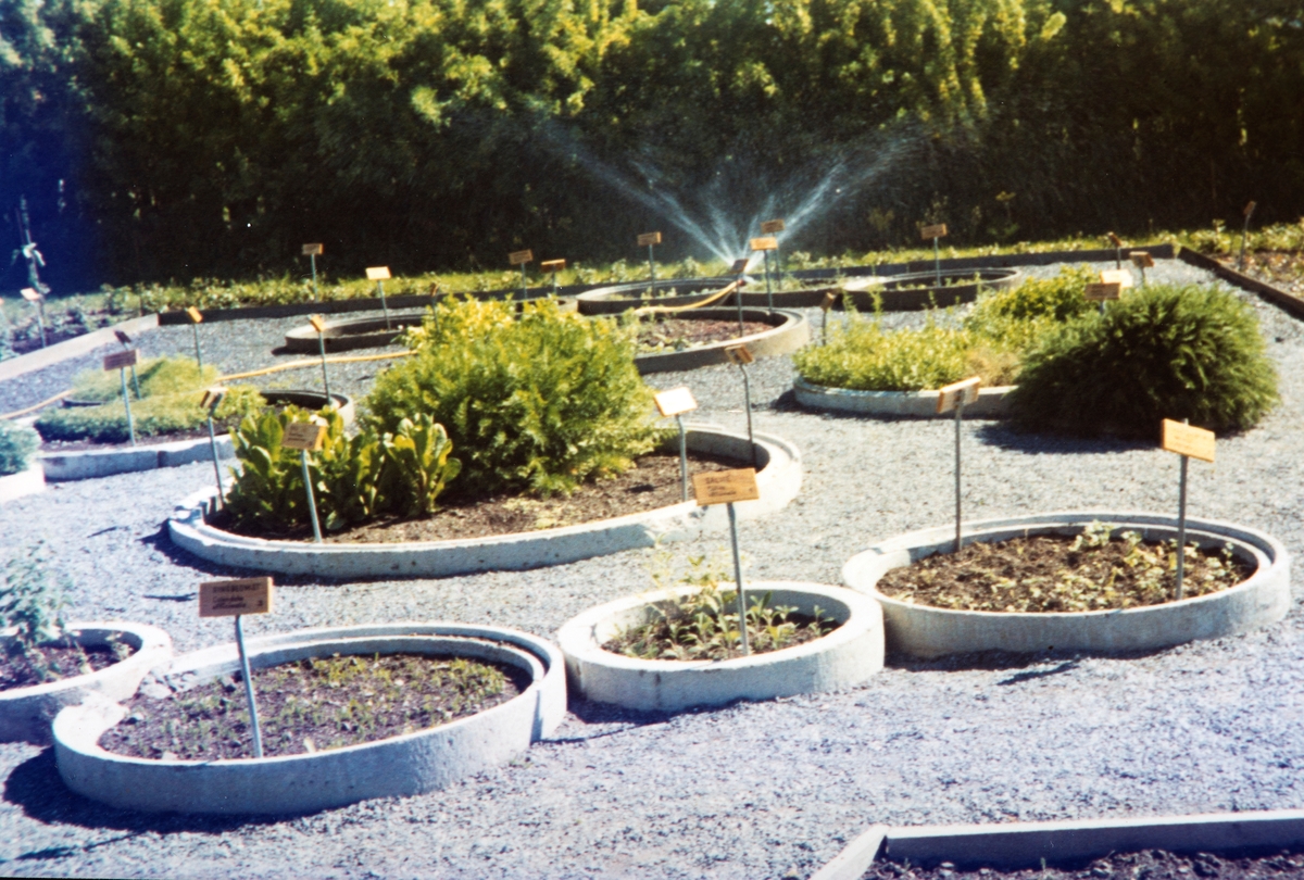 Urtehagen, Domkirkeodden. Anlagt og åpnet i 1975. Bildet antatt å være fra 1975-76.