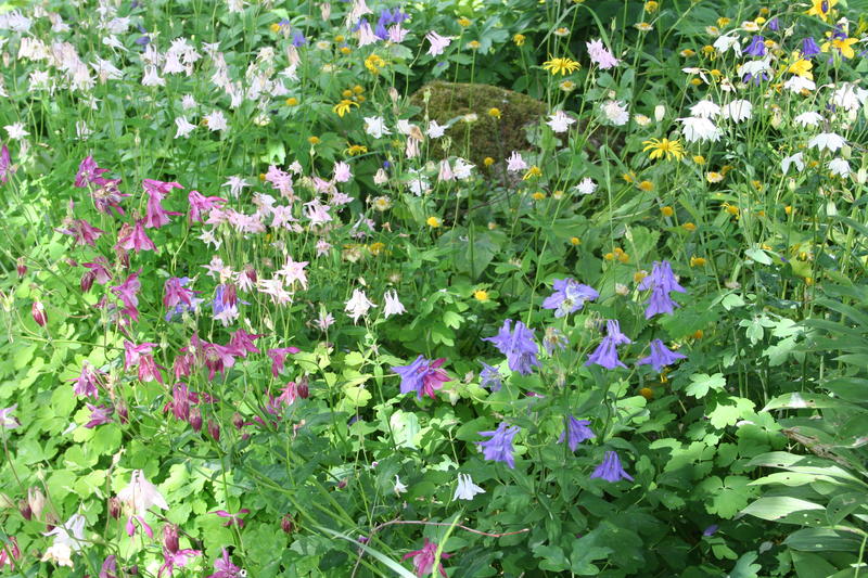 Akeleie (Aquilegia vulgaris) mange farger