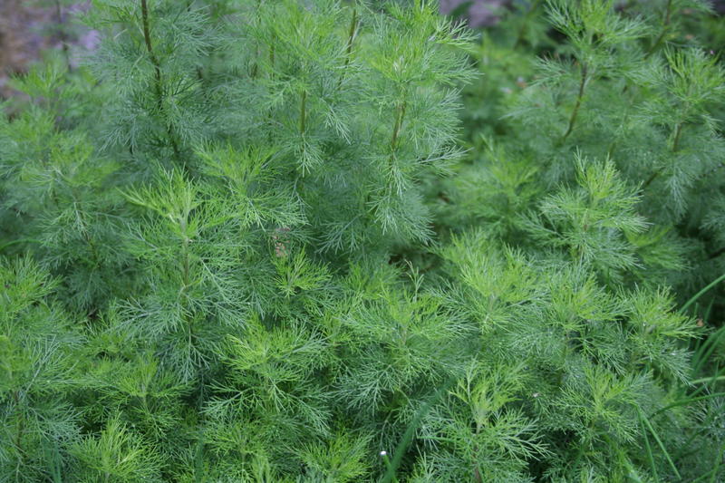 Abrodd (Artemisia abrotanum)