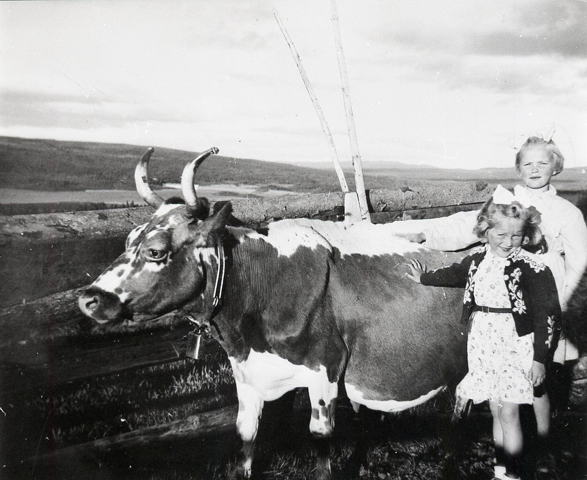 Portrett av to småjenter. Ku, lusekofte og kjole.
Kua heiter Tuvrei og var med frå Tuv, då margit gifta seg med SveinLøstegård i 1944.
Fremst Ingebjørg Løstegård.