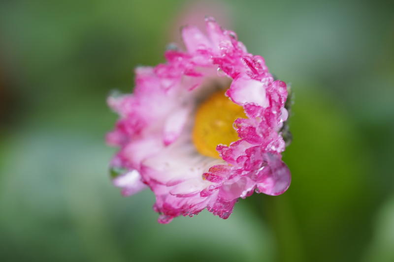 Tusenfryd (Bellis perennis)