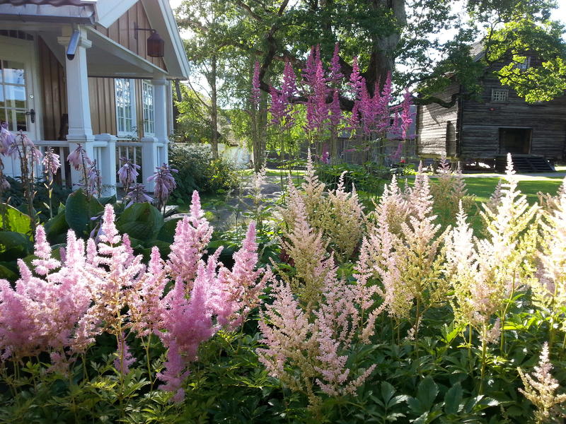 Sildrespir (Astilbe)