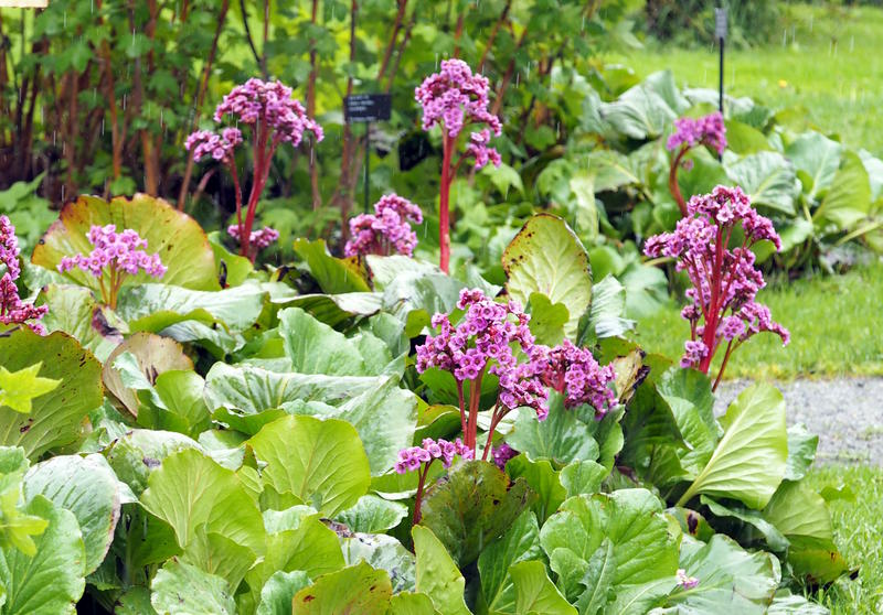 Hjertebergblom (Bergenia cordifolia)