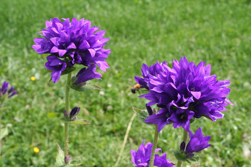 Toppklokke (Campanula glomerata)