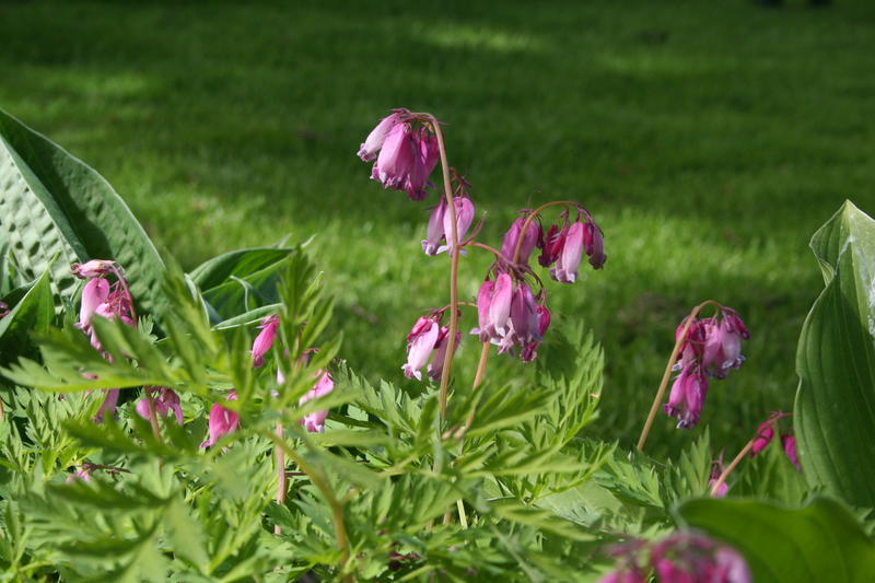 Småhjerte (Dicentra formosa)