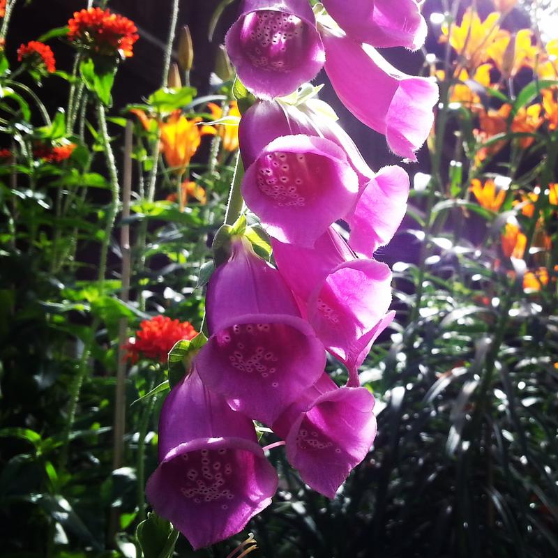 Revebjelle (Digitalis purpurea)