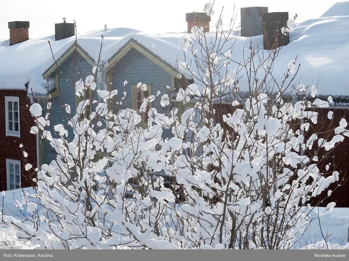 Vilhelmina, snö, Arktis