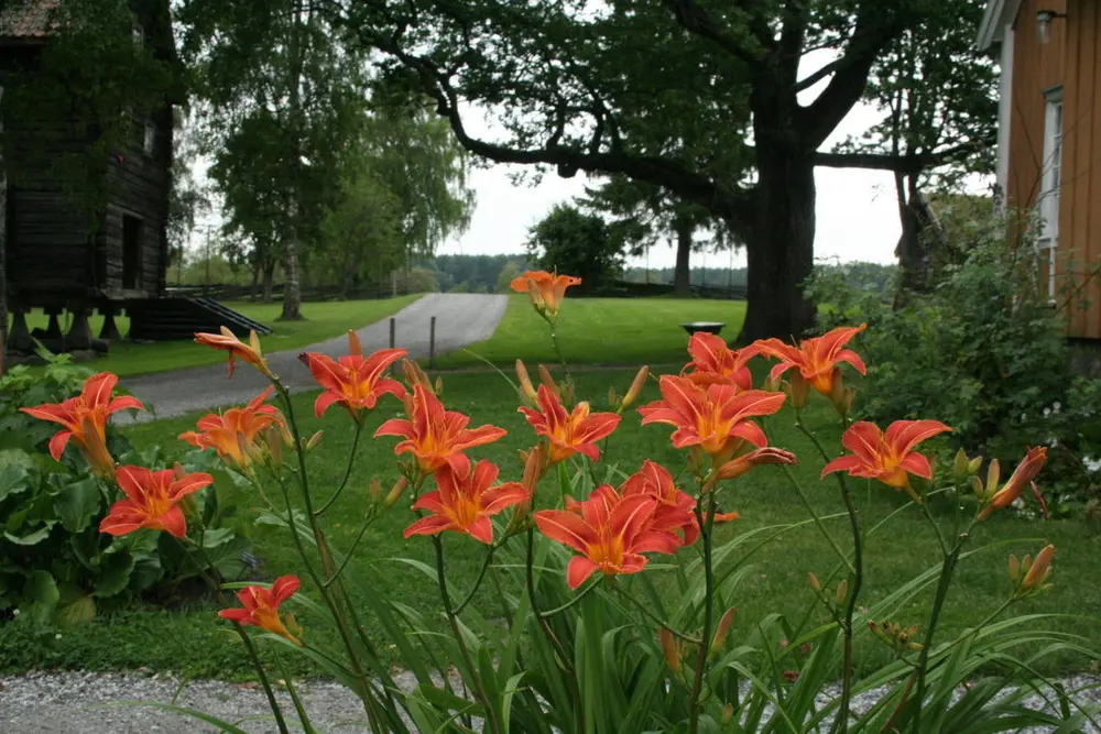 Brune dagliljer/Hemerocallis fulva