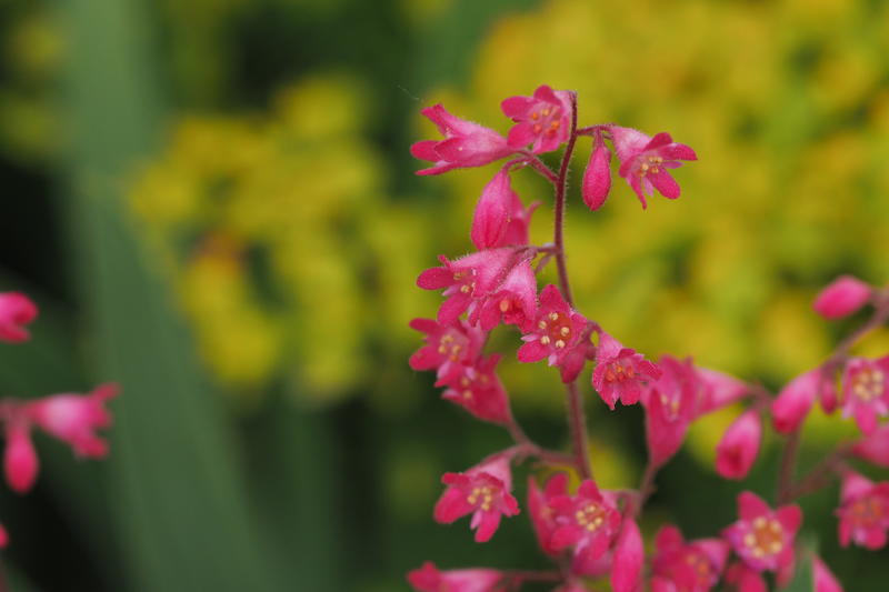 Purpuralunrot/Heuchera sanguinea