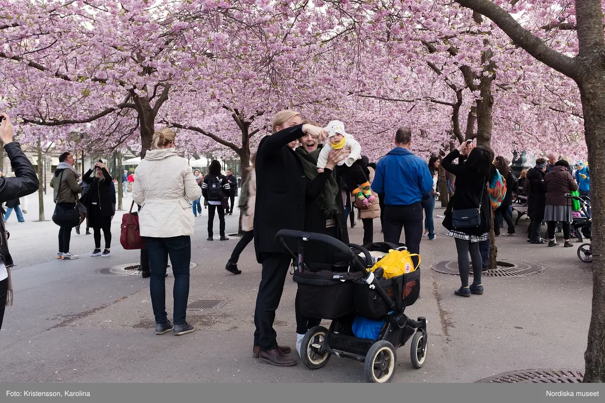 Körsbärsträden blommar i Kungsträdgården