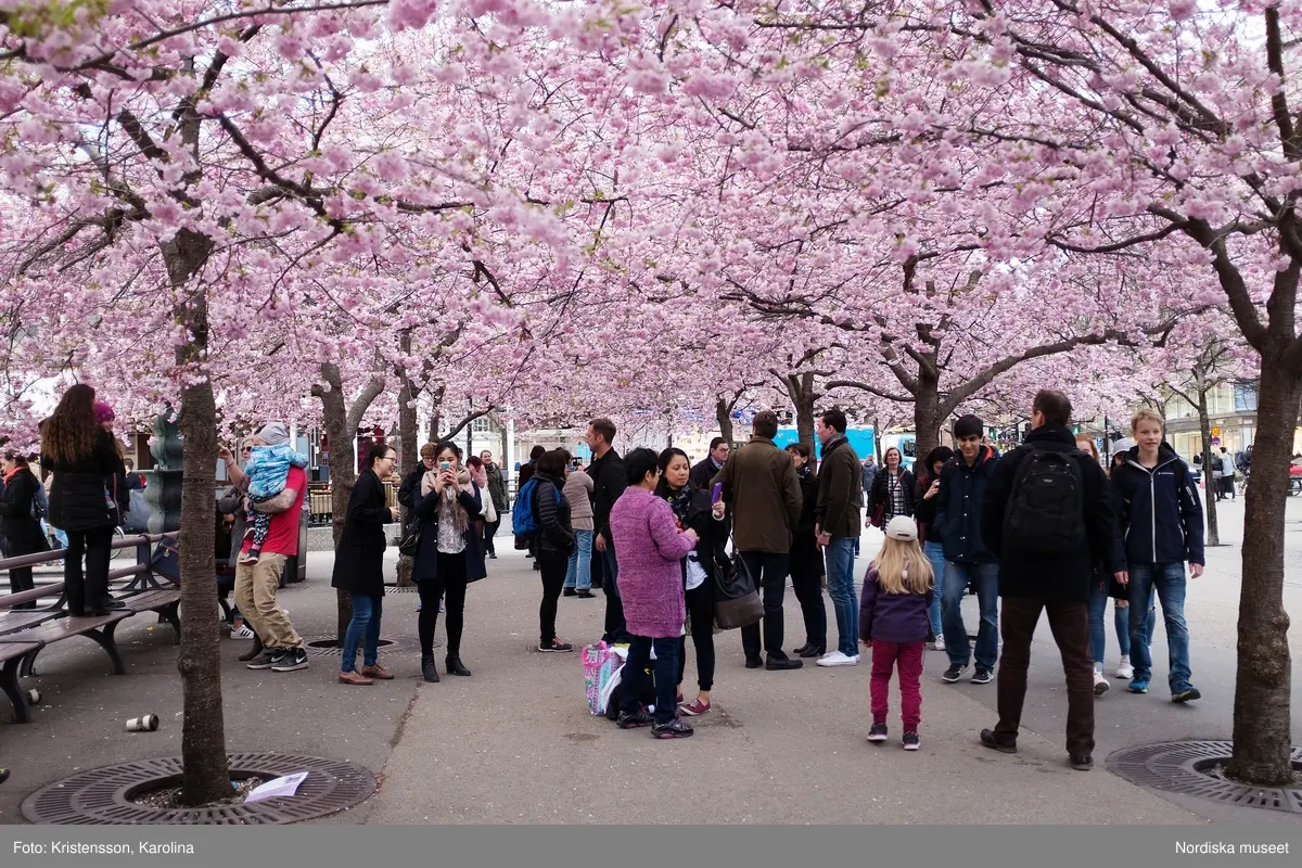 Körsbärsträden blommar i Kungsträdgården