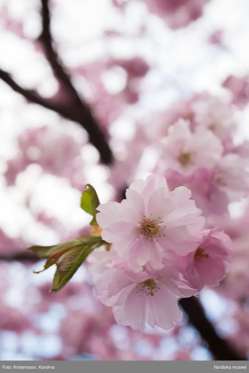 Körsbärsträden blommar i Kungsträdgården