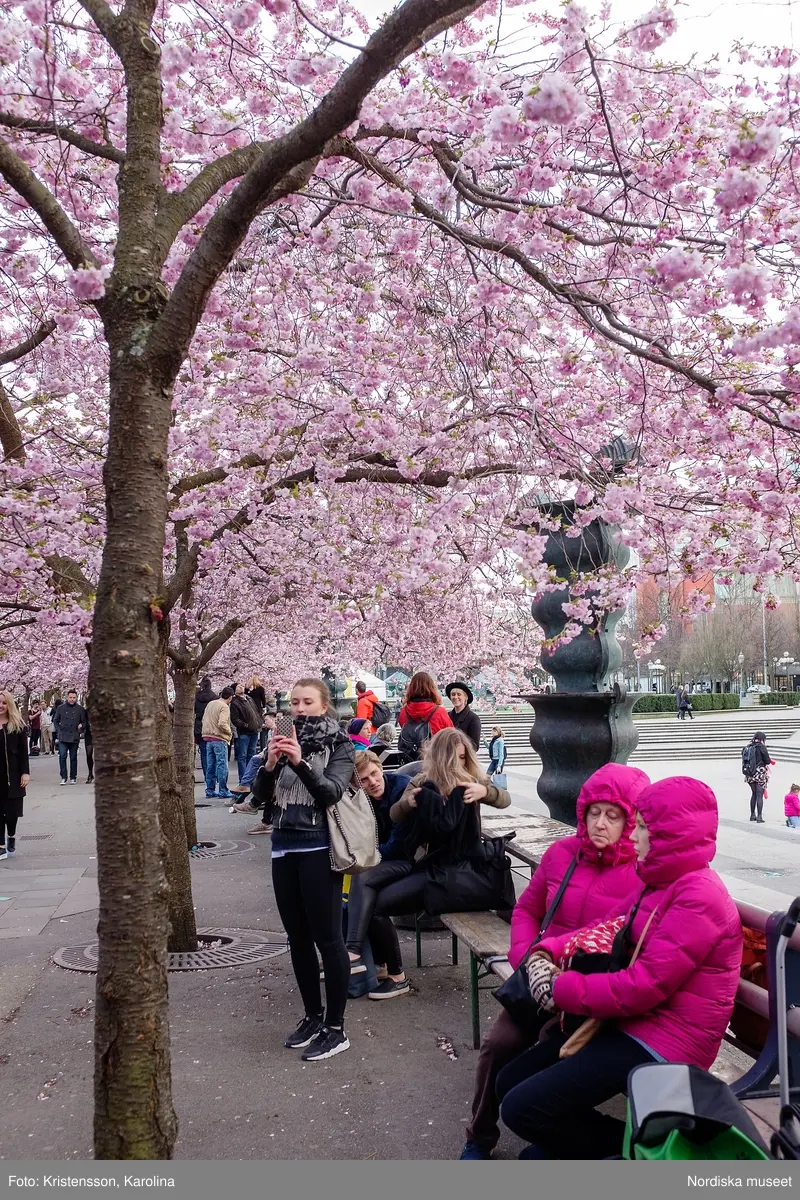 Körsbärsträden blommar i Kungsträdgården