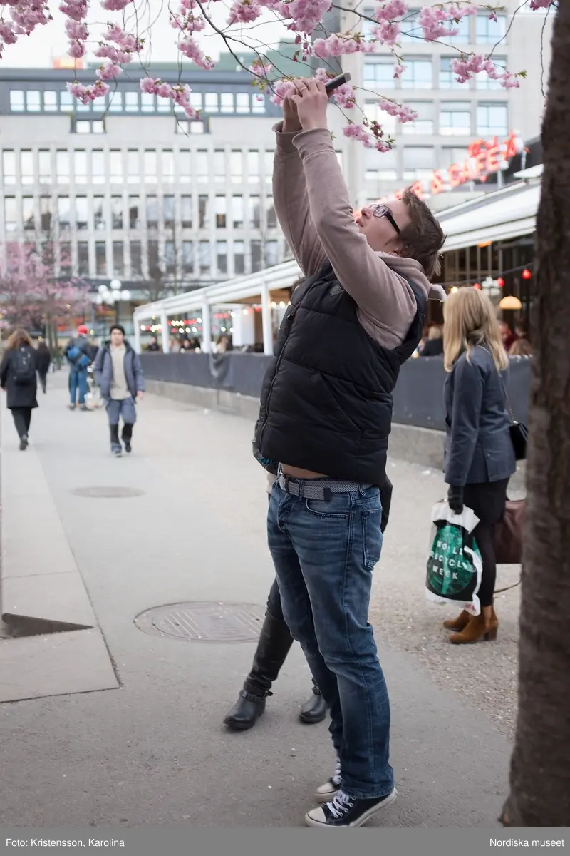 Körsbärsträden blommar i Kungsträdgården