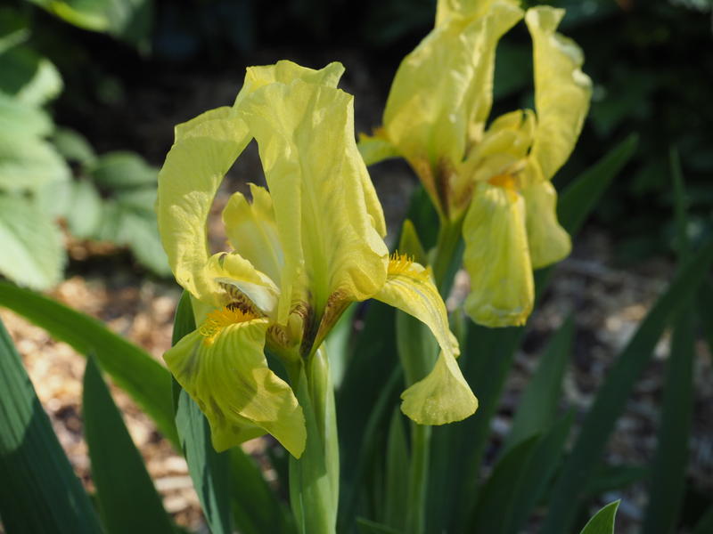 "Balkaniris"/Iris reichenbachii