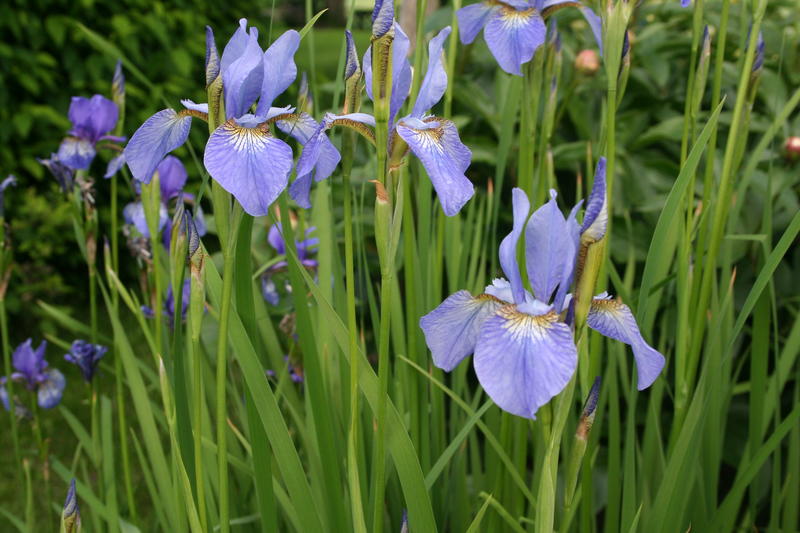 Sibiriris/Iris sibirica