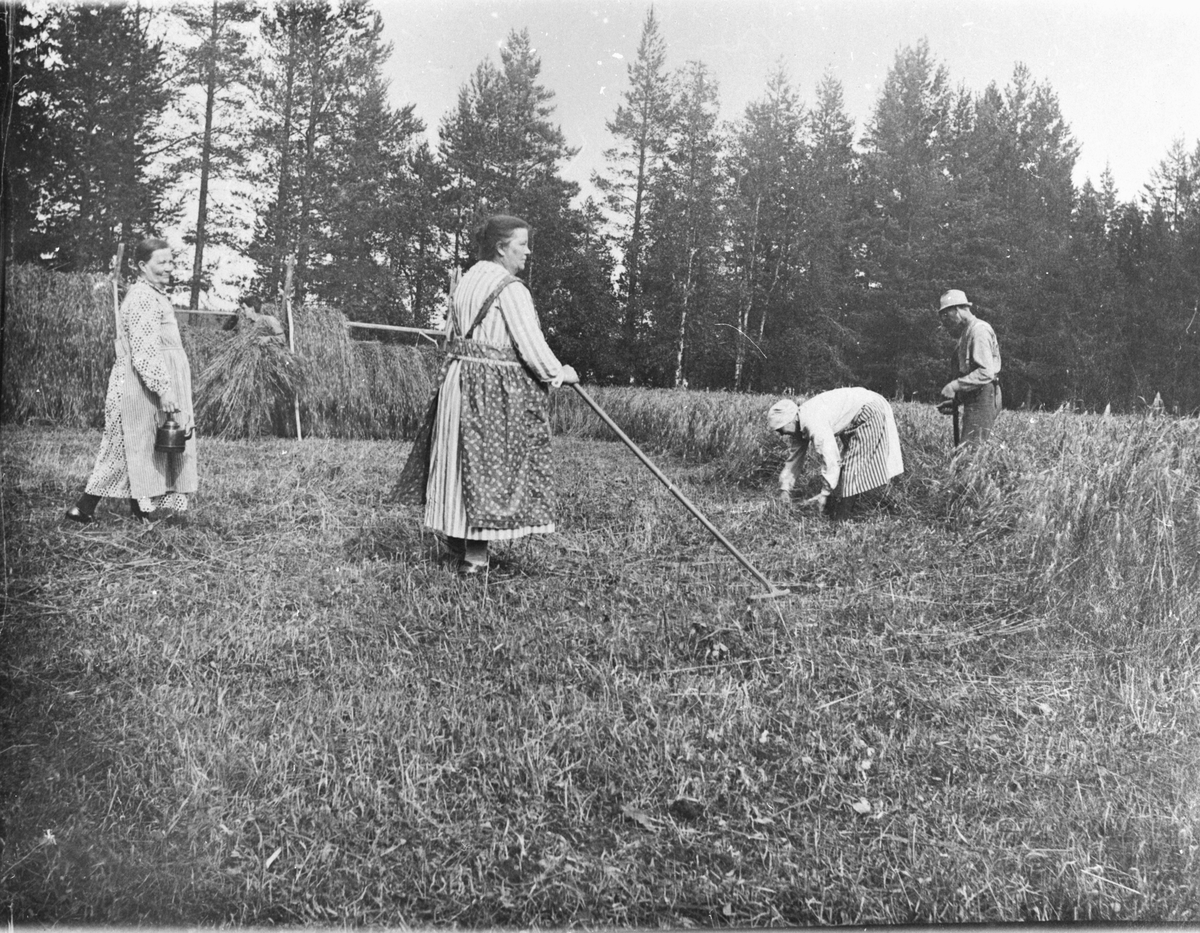 Tre kvinnor, (varav en kommer med en kaffepanna) och en man hässjar hö.