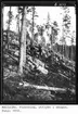 Källsjön. Flottning, utflykt i skogen. Foto: 1910.