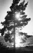 Storsjön, tall på stranden i motljus. Foto 1938.