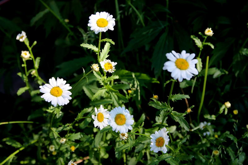 Prestekrage/Leucanthemum vulgare